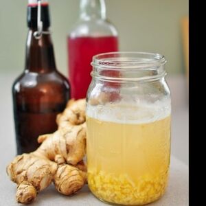 Probiotic Soda Gingerbug Starter
